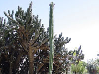 Neobuxbaumia euphorbioides