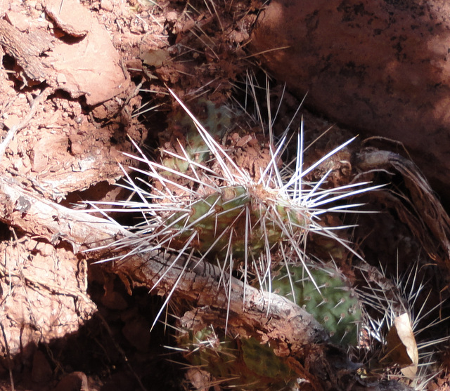 a few of these very spiny plants that look like aurea polyacantha hybrids to me
