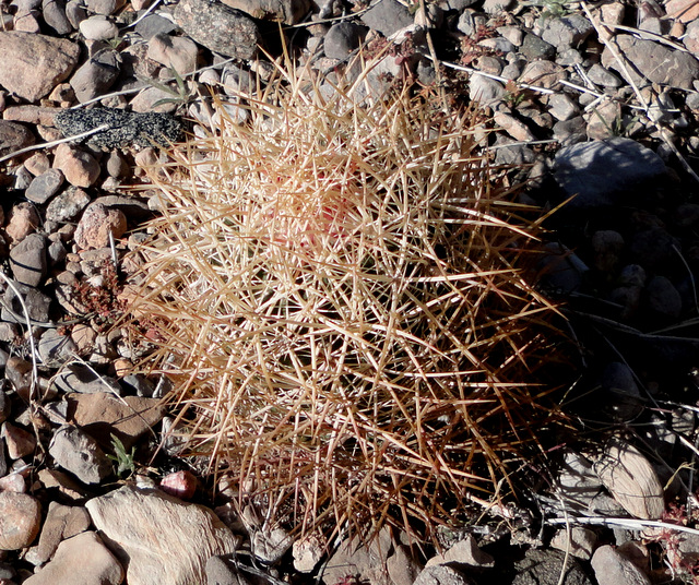 E. johnsonii just barely in Utah