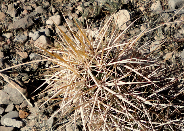 engelmannii chrysocentrus, the blonde version