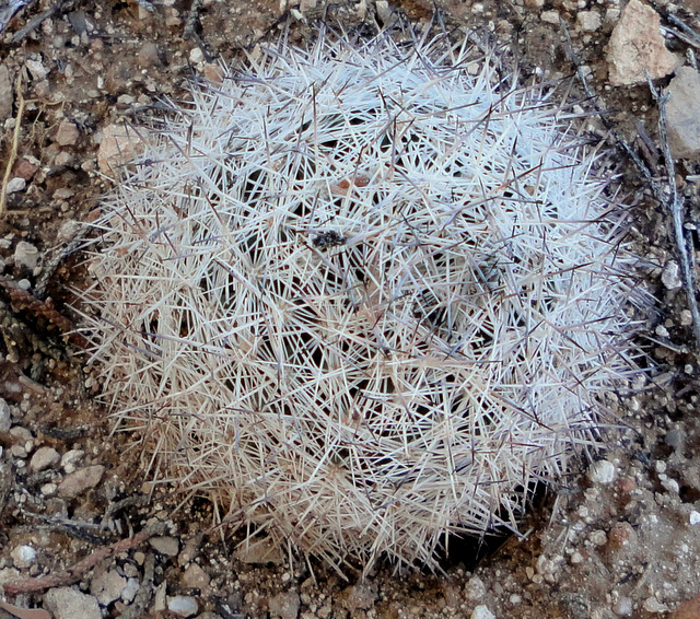 Escobaria chlorantha in Utah