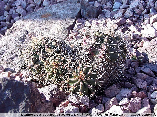 707_Echinocereus_coccineus_ssp._rosei_BW63.JPG