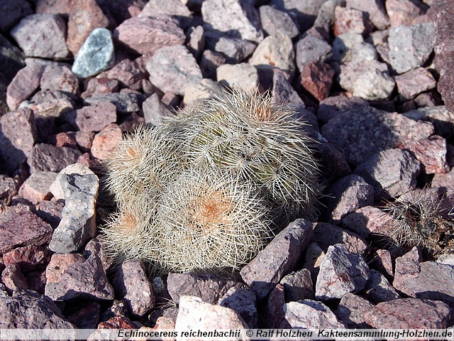 709_Echinocereus_reichenbachii.JPG