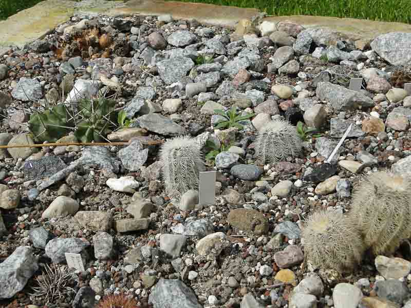 Hochbeet, Echinocereus 2012 April28.jpg