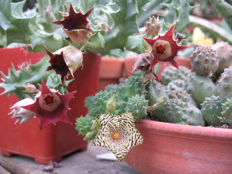 huernia kennedyana and huernia oculata