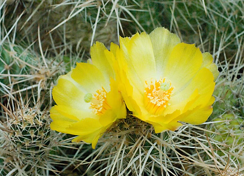 Tephrocactus weberi.jpg