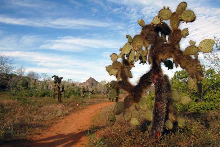 4. Cactus with spiky trunk on Santa Cruz