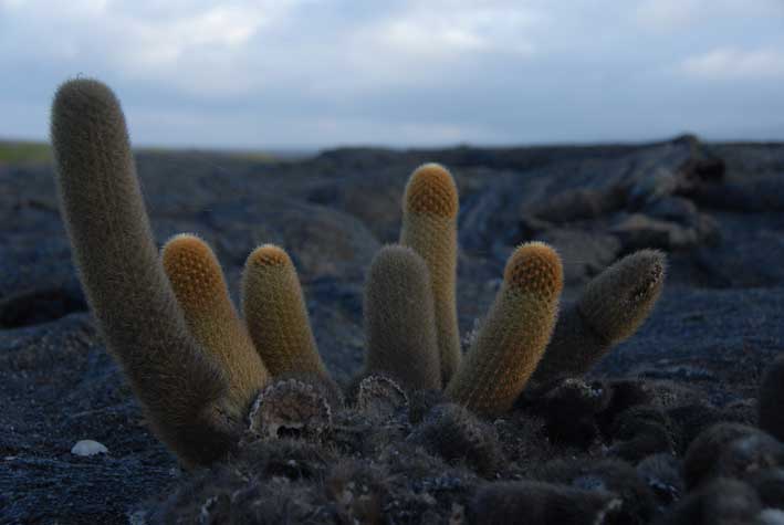 8. Cacti seem to turn from yellow to grey..? Fernandina