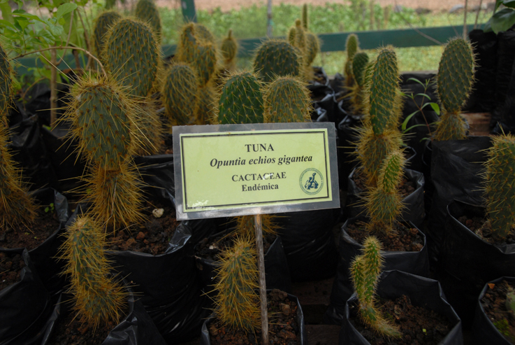 Baby cacti at DRC santa cruz