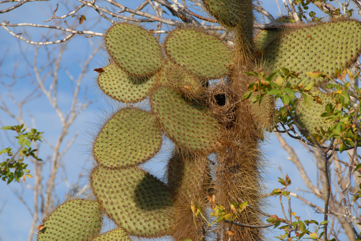 darwin finch nest in cacti