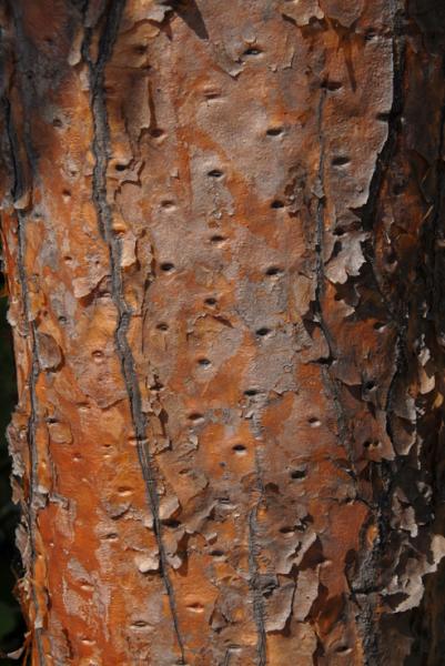 cacti tree bark