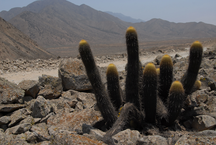 look-alike cacti in peru:):)... I'm such a newbie... I'm sure it's very different:)