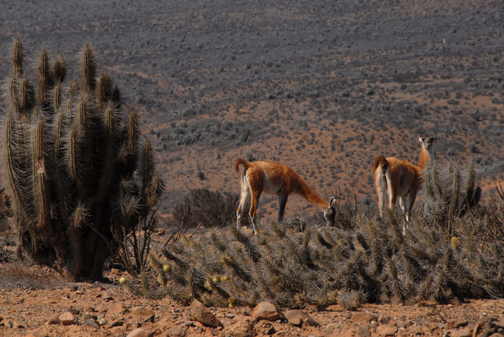 guanacos nibbling around cacti