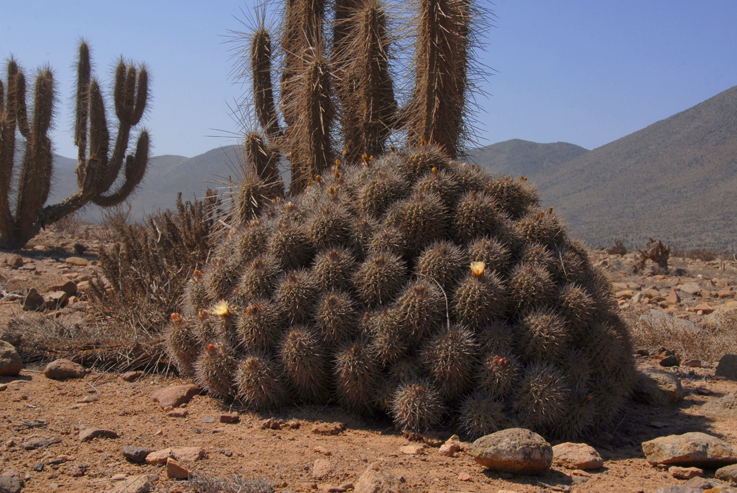 cacti clump