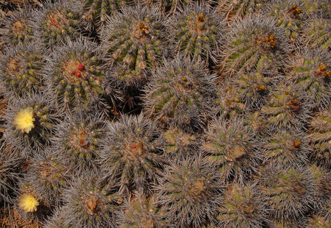 cacti clump flowers