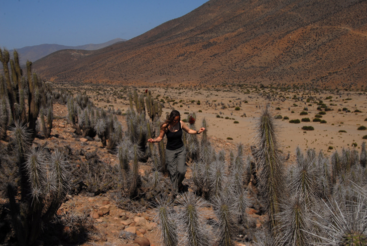 VERY spiky cacti:)