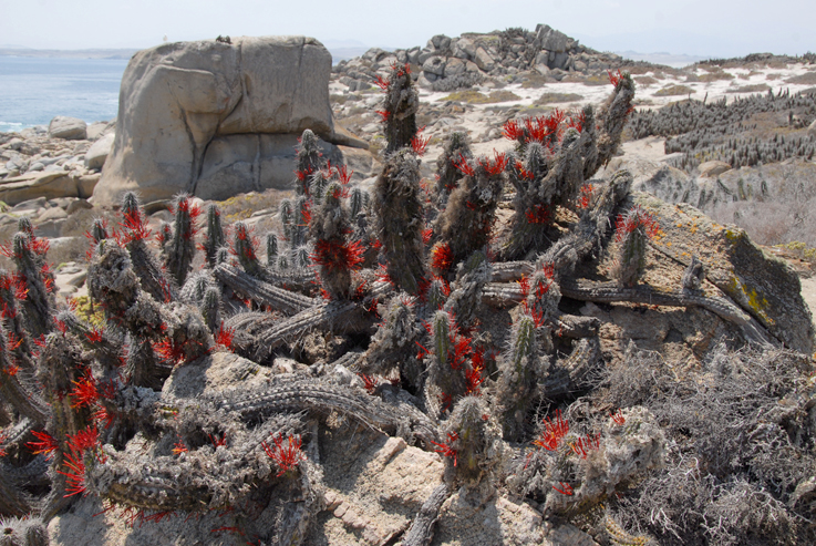isla damas re-flowering cacti