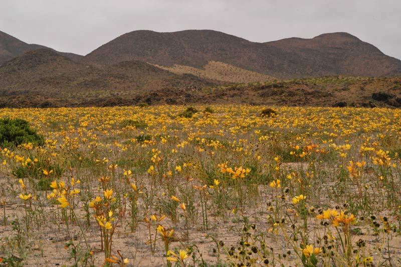 Flowering Desert.jpg