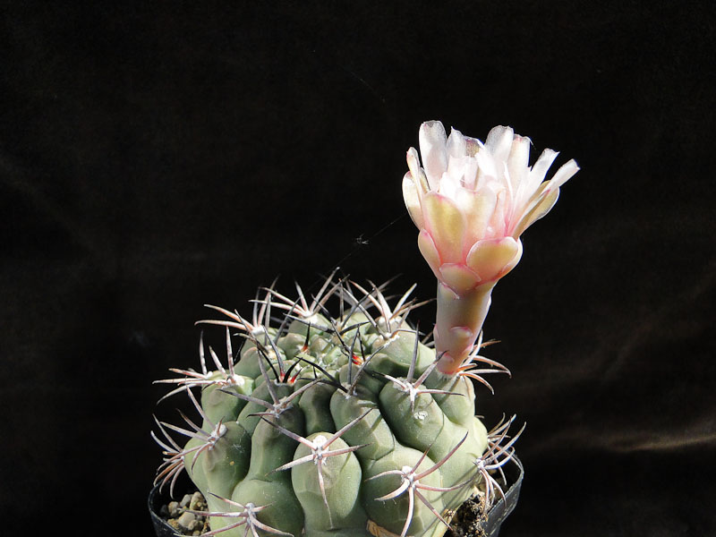 Gymnocalycium schickendantzii v. delaetii P55 2011 August02-1.jpg