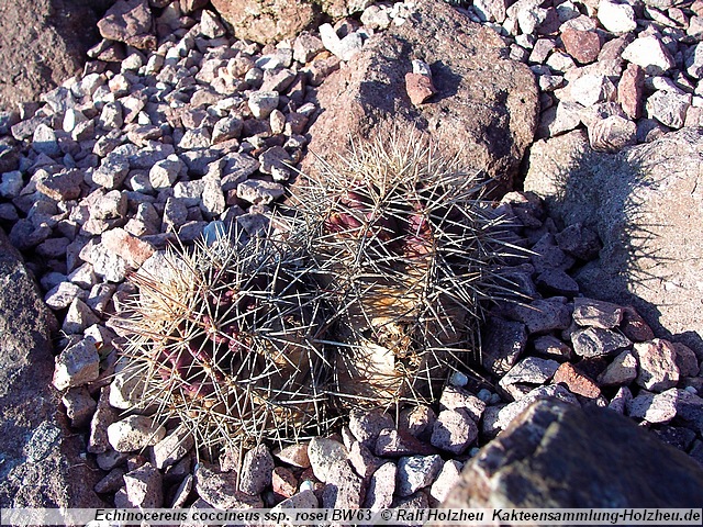 Echinocereus coccineus ssp. rosei BW63