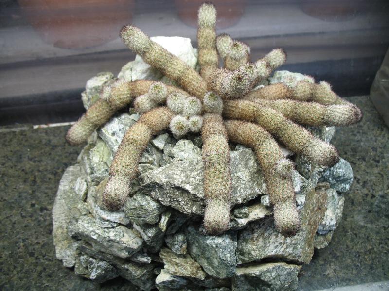 mammillaria viperina