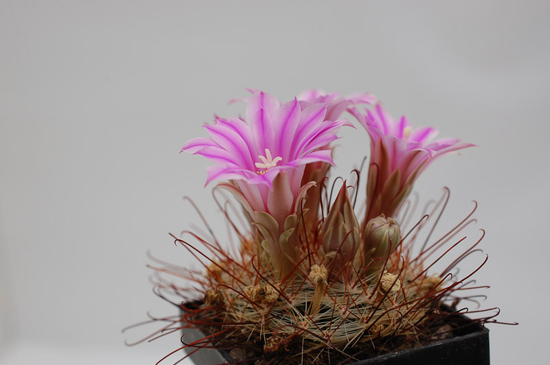 Mammillaria longiflora 2013 April10-1.jpg