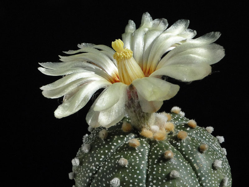 Astrophytum asterias 2012 September01-1.jpg