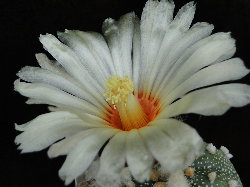 Astrophytum asterias 2011 Juli09-1.jpg