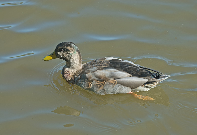 duck3.jpg