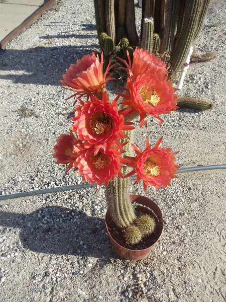Echinopsis spachiana hybrid