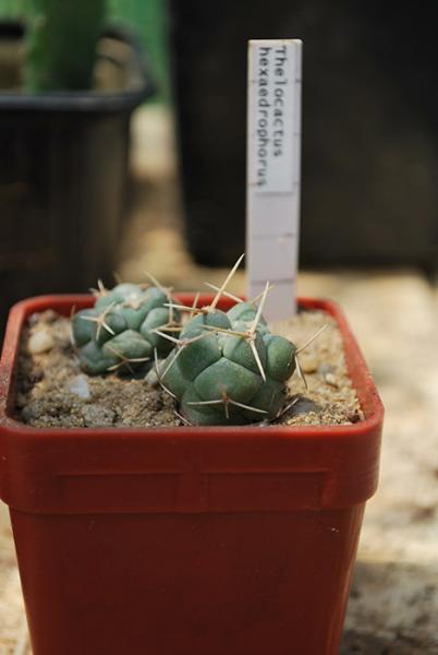 Thelocactus hexaedrophorus