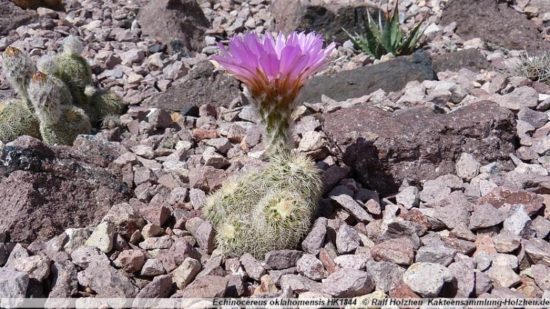 14_Echinocereus_reichenbachii.JPG