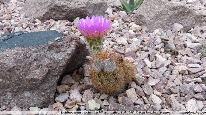 18_Echinocereus_reichenbachii_ssp._baileyi_DJF1308.JPG