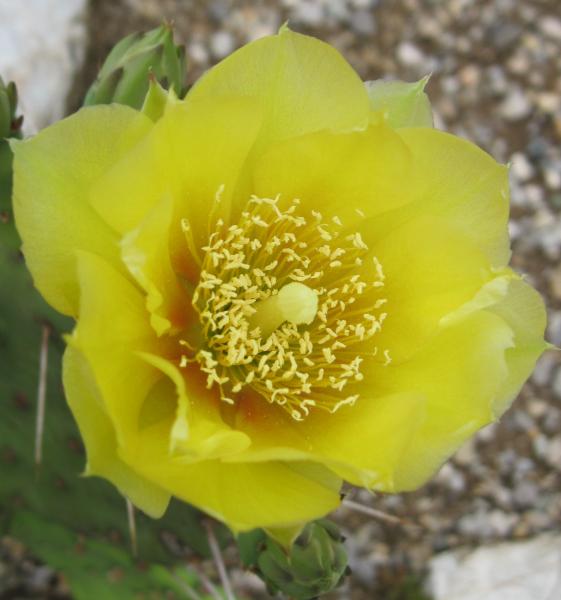 Opuntia humifusa.JPG