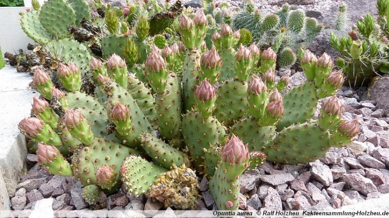 30_Opuntia_aurea.JPG