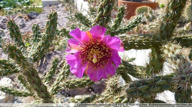 62_Cylindropuntia_imbricata_DJF1575.JPG