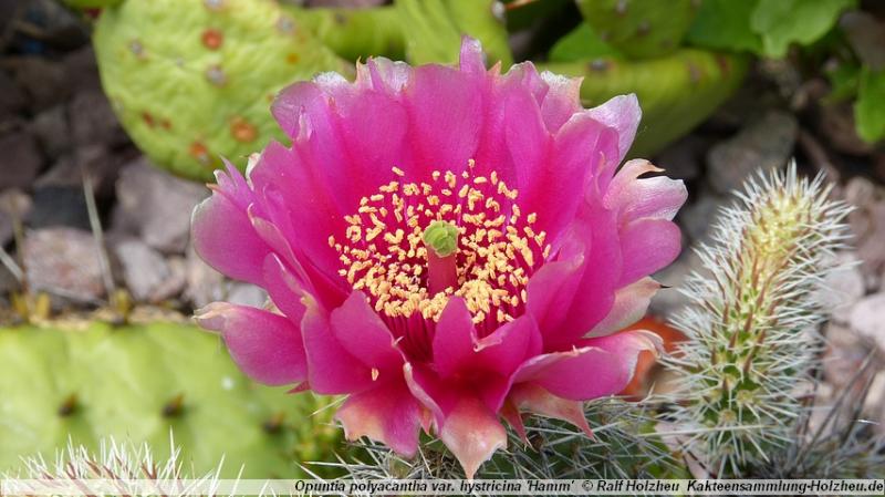 49_Opuntia_polyacantha_var._hystricina_'Hamm'.JPG