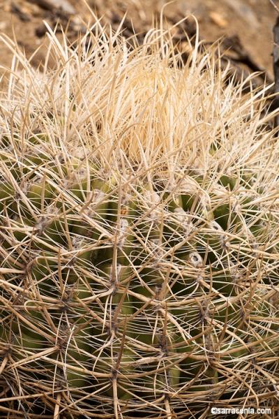 Ferocactus cylindraceus, very pale