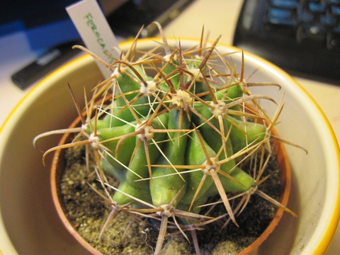 Ferocactus nek-1i.jpg