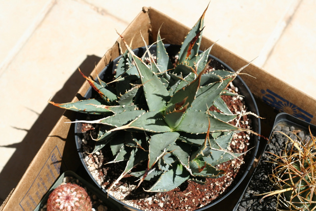 and this nice Agave utahensis eborispina from Steve Plath