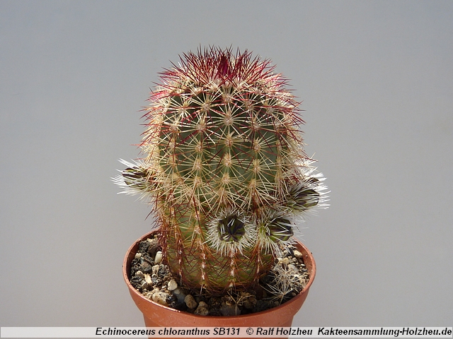 31_Echinocereus_chloranthus_SB131.JPG