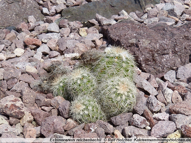 36_Echinocereus_reichenbachii.JPG