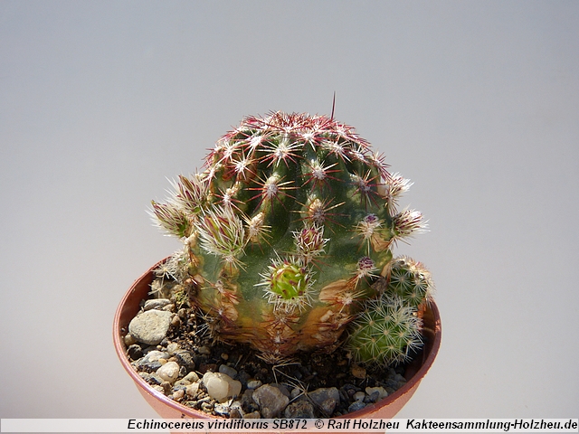 43_Echinocereus_viridiflorus_SB872.JPG