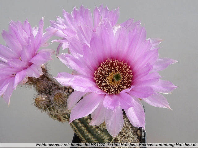 113_Echinocereus_reichenbachii_HK1228.JPG