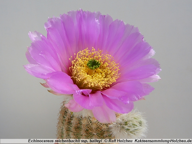 115_Echinocereus_reichenbachii_ssp._baileyi_Caddo_County_OK.JPG