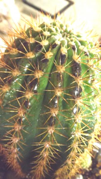 Trichocereus grandiflorus.jpg