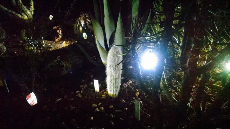 My Cephalocereus senilis has lights on two sides and looks so cool glowing at night.