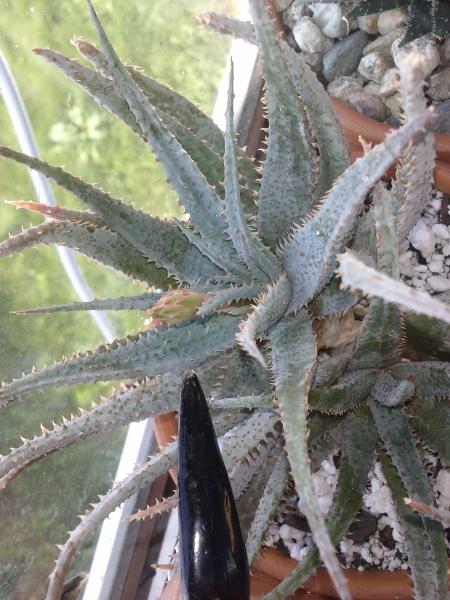 Jacobson aloe budding, really love the look of this aloe