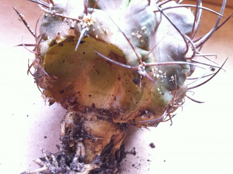 cactus 4.JPG