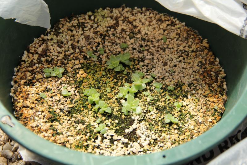 here are more echeverias ebonys from the same batch of seeds then the one above but this ones are growing in more diffused sun light.